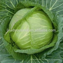 C09 Xialian early maturity f1 hybrid summer cabbage seeds